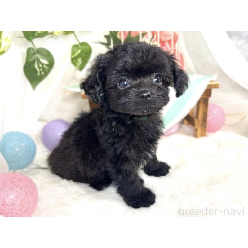 成約済の滋賀県のチワプー:チワワ×トイプードル-408996の3枚目